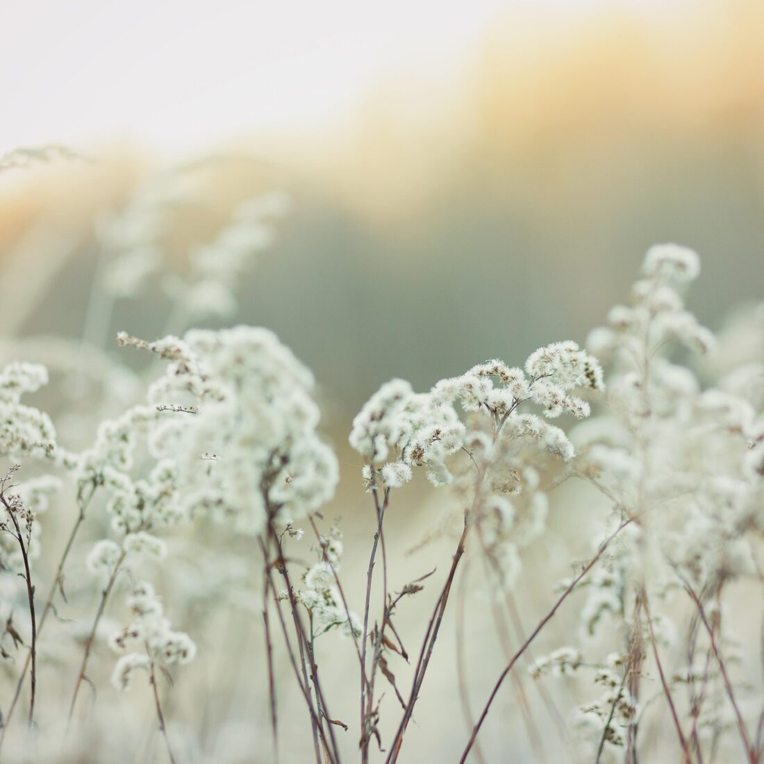 grass-4289524_1920 grass-4289524_1920